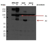 NPR1 | Nonexpresser of PR genes 1 in the group Antibodies Plant/Algal / Environmental Stress / Pathogen attack at Agrisera AB (Antibodies for research) (AS12 1854)